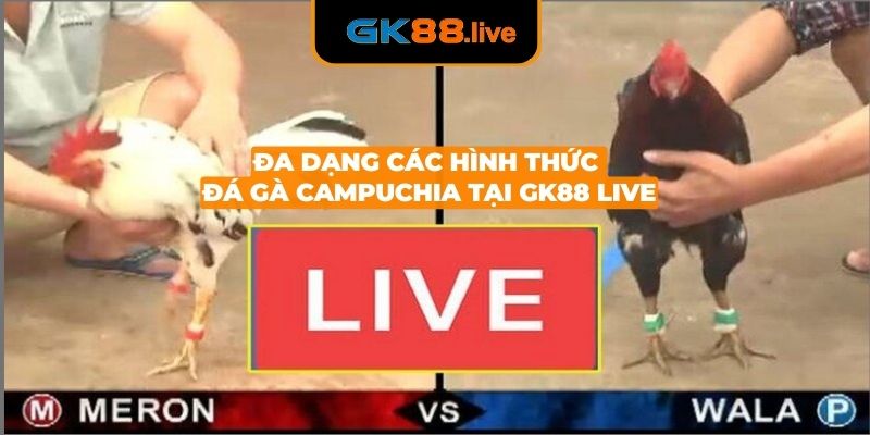 Đa dạng các hình thức đá gà Campuchia tại nhà cái GK88