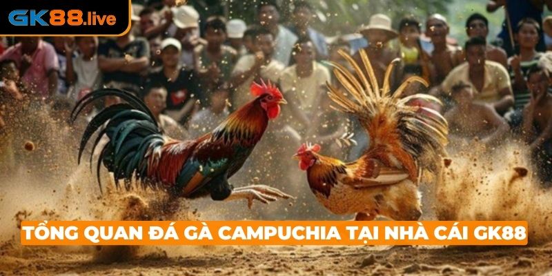 Tổng quát về đá gà campuchia uy tín tại nhà cái GK88