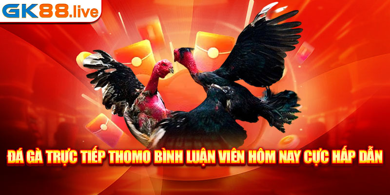 đá gà trực tiếp Thomo bình luận viên